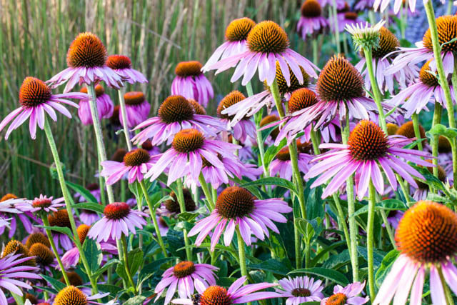 saglik-renkli-kadinlar